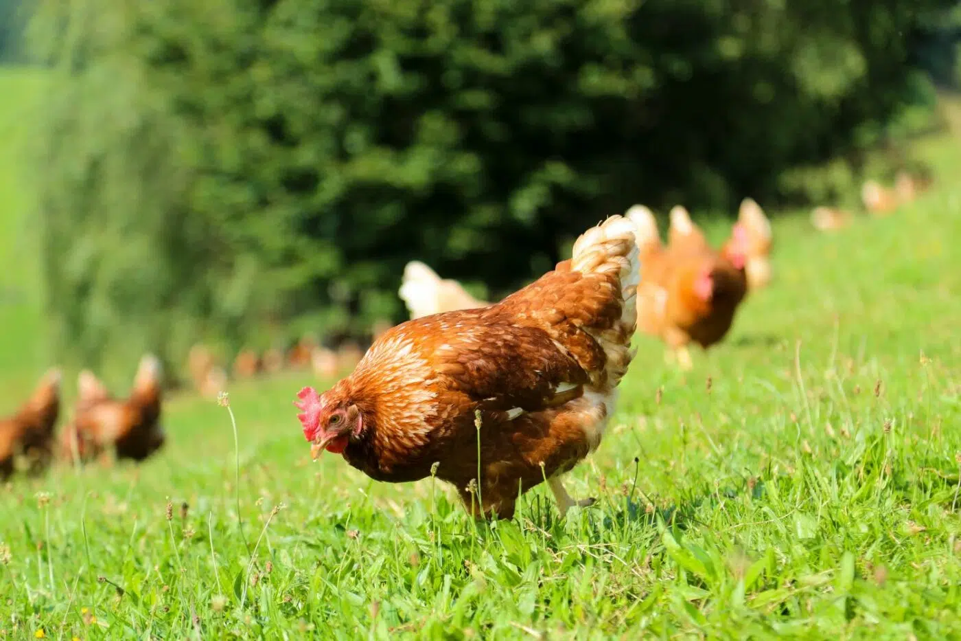 Laying hens